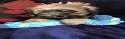 Malshi dogs for sale: shihtzu x maltese puppies for sale  - Advert 12