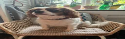 Cavalier King Charles Spaniel dogs for sale: Coco cavalier King Charles  - Advert 10