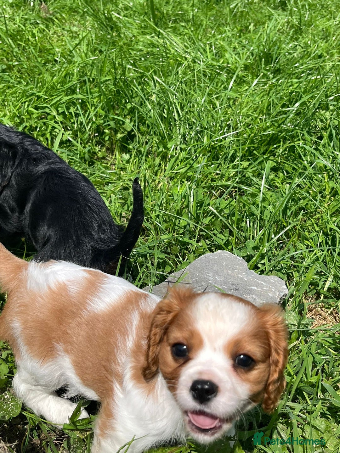 Cavalier King Charles Spaniel dogs for sale: Cavalier King Charles  - Image 6