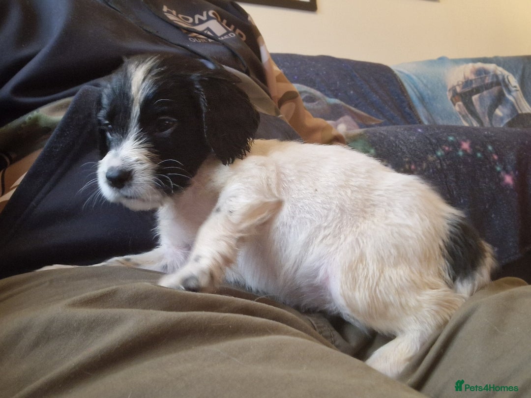 Cocker Spaniel dogs for sale: Cocker Spaniel puppies - Image 6