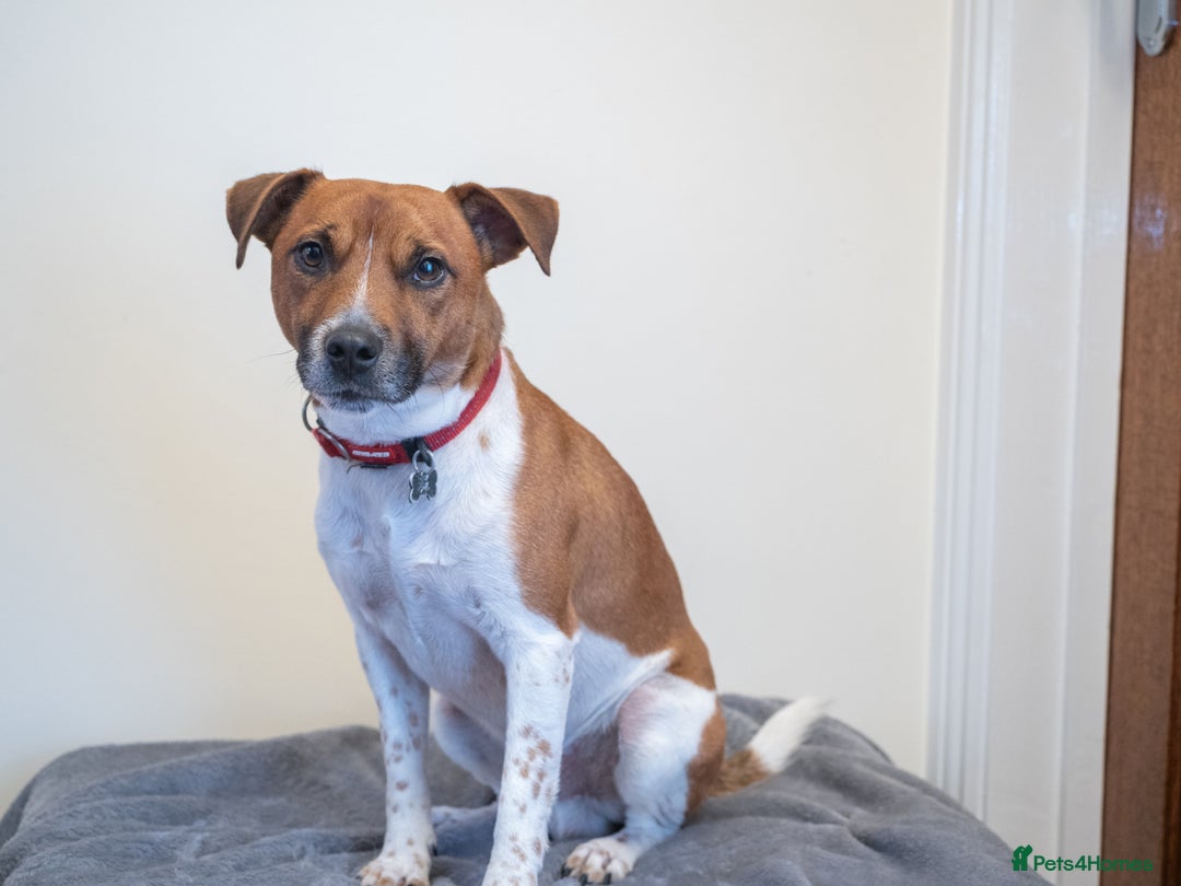 Plummer Terrier dogs for sale: Lovely Plummer Pupps - Advert 10