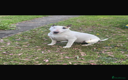 English Bull Terrier dogs for sale: English Bull Terrier - Image 8