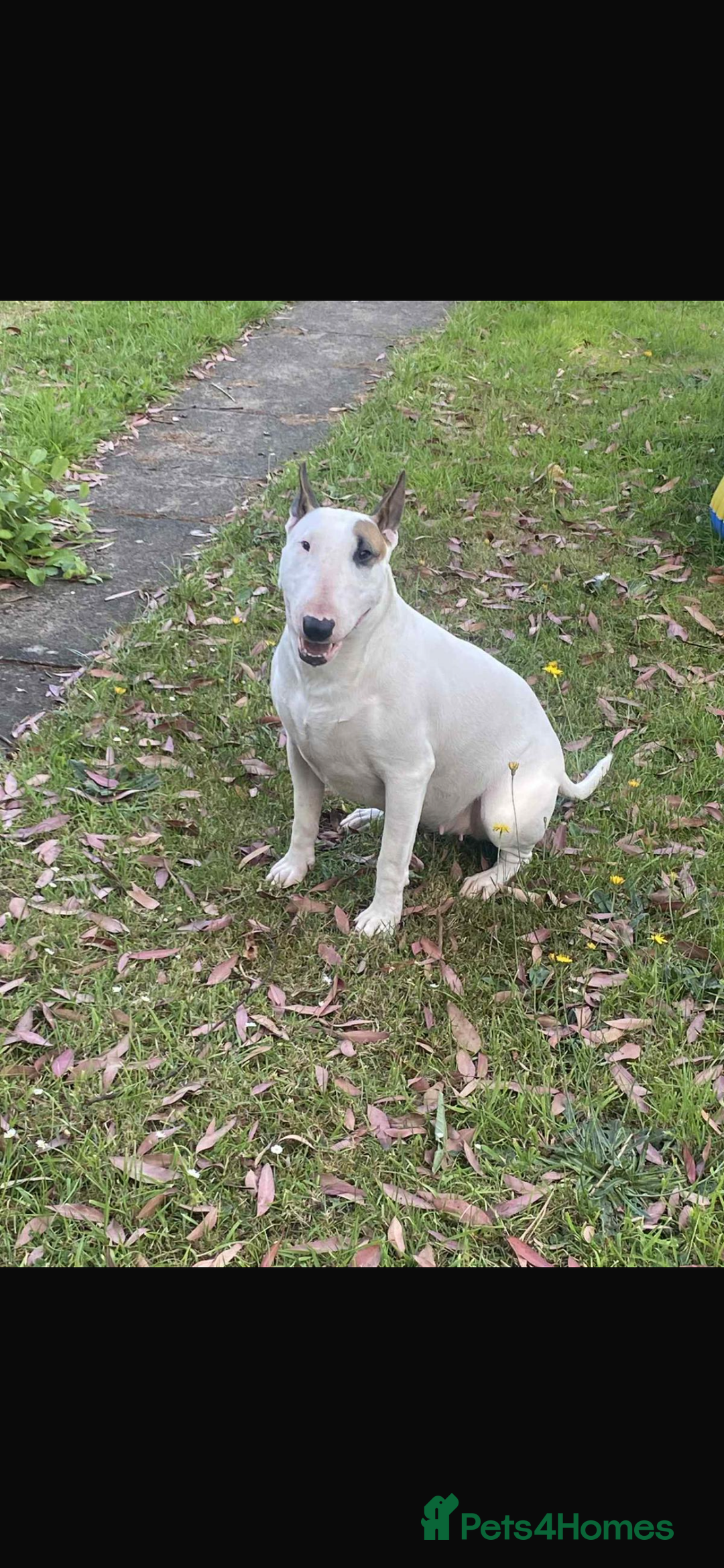 English Bull Terrier dogs for sale: English Bull Terrier - Image 8