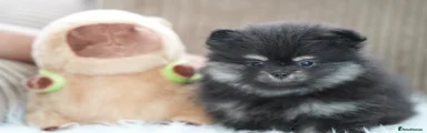 Pomeranian 3