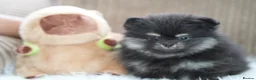 Pomeranian dogs for sale: KC Registered Boys and Girls - Advert 10