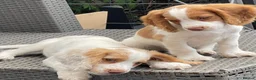 Cocker Spaniel dogs for sale: Red and Lemon & White Working Cocker Spaniels - Advert 21