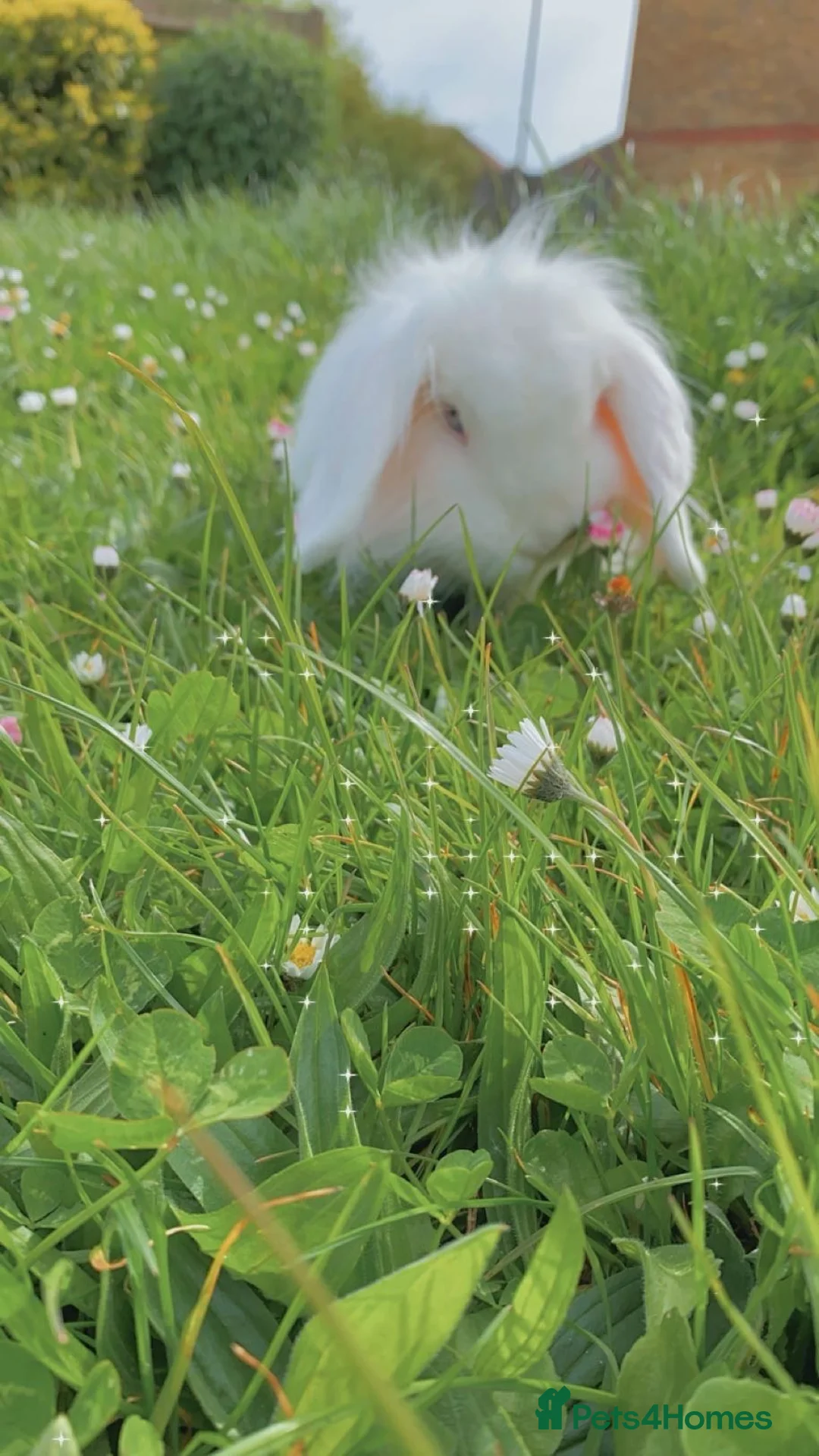 French Lop rabbits for sale: Mini lop x French lop baby’s for sale  - Advert 15