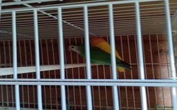 Lovebirds birds for sale: Lovebirds  - Image 2