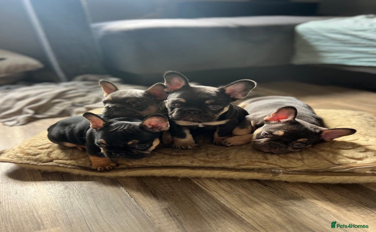 French Bulldog dogs - Advert 8
