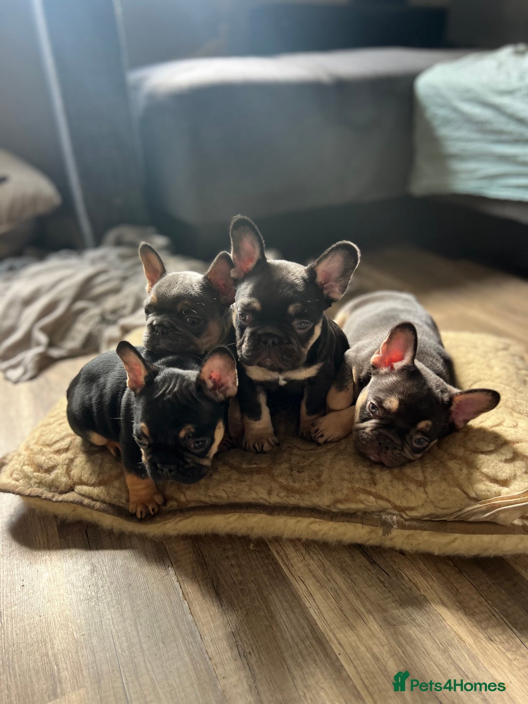 French Bulldog dogs for sale: 🐾 4 Beautiful French Bulldog Puppies 🐾 - Image 2