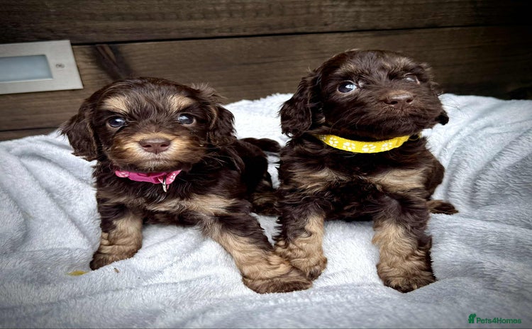 Cockapoo dogs - Advert 14