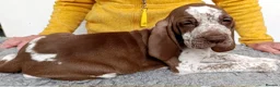 Bracco Italiano dogs for sale: Wonderful litter  - Advert 19