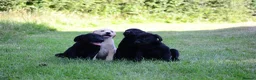 Labrador Retriever dogs for sale: 4 KC Registered Labrador Dog pups - Advert 9