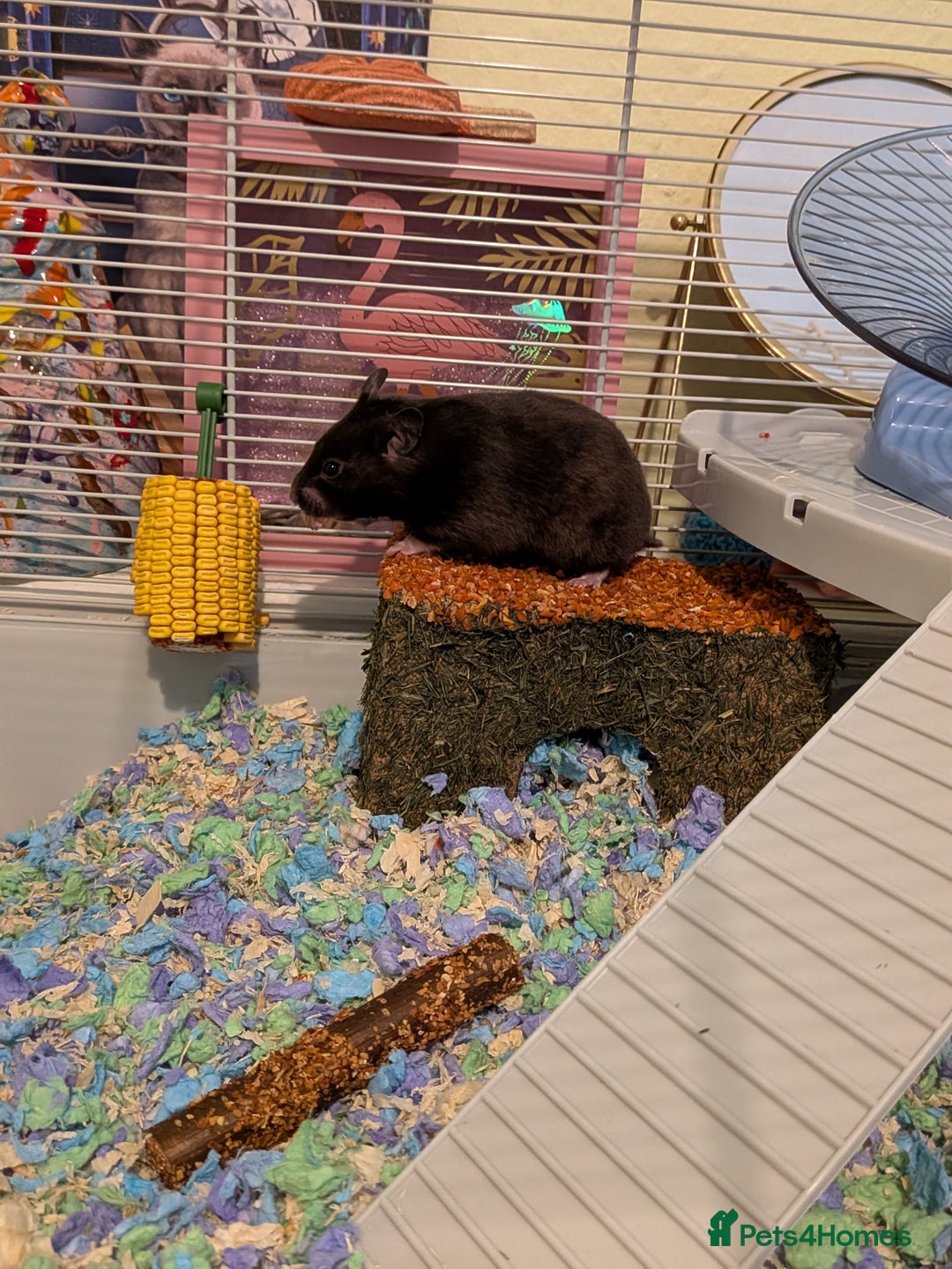 Hamster rodents for sale: Female Syrian hamster needs a new home - Advert 3