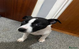 Mixed Breed dogs for sale: Staffy x lurcher pups - Image 2