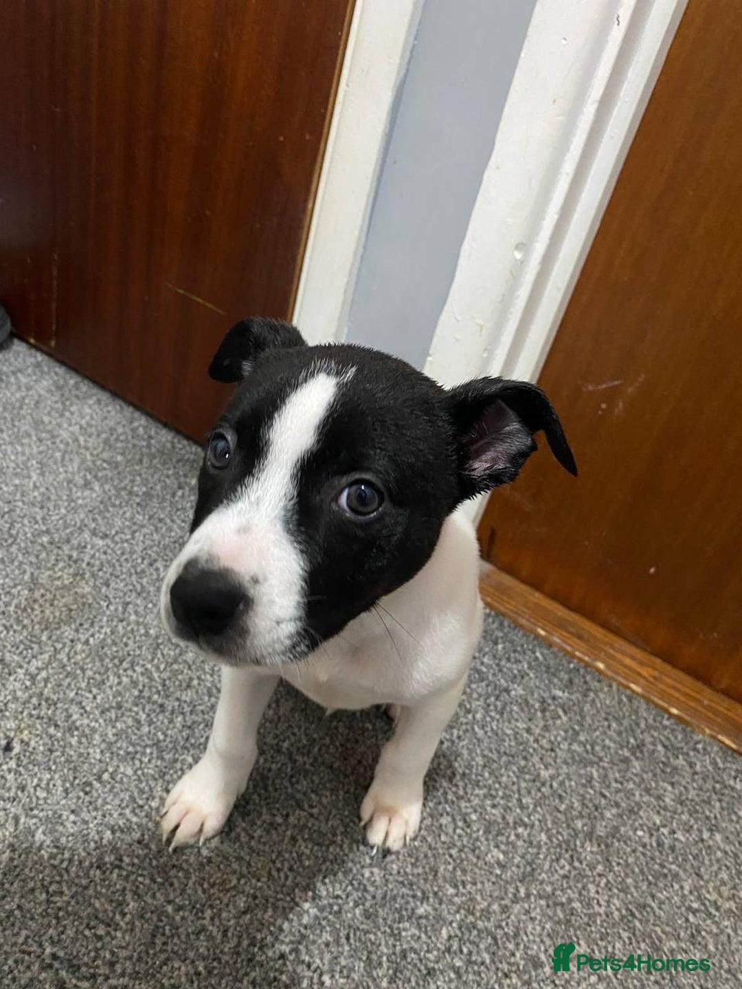 Mixed Breed dogs for sale: Staffy x lurcher pups - Image 2