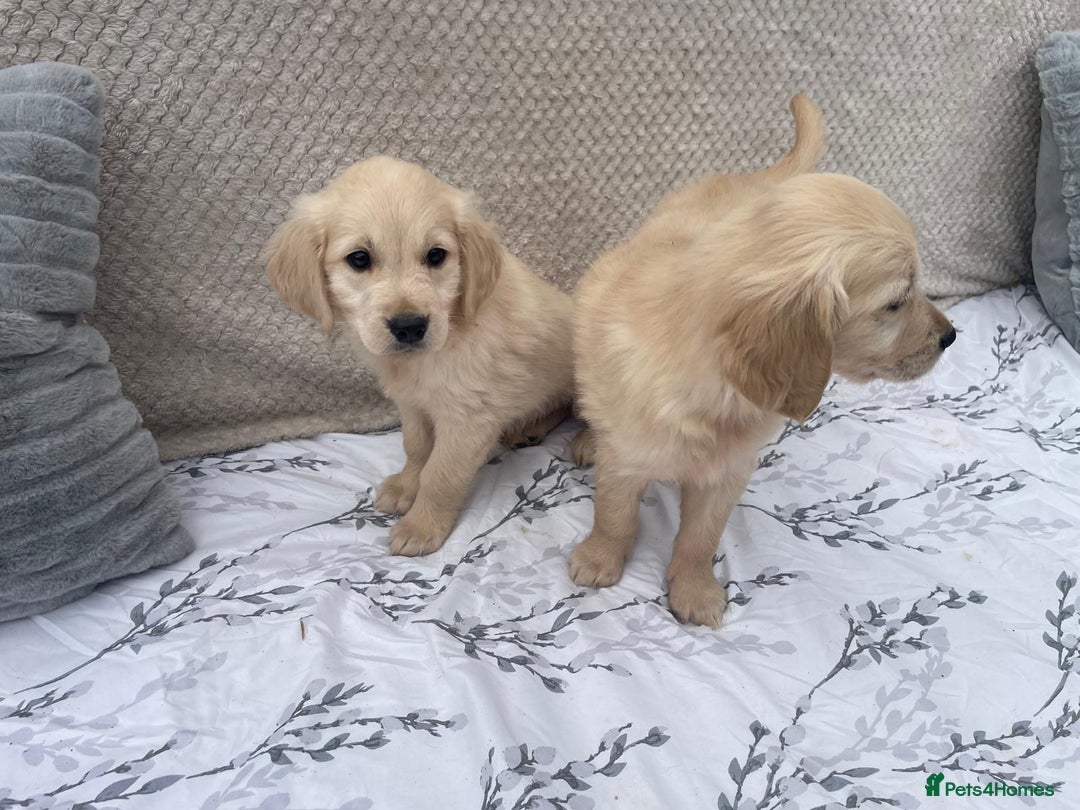 Golden Retriever dogs for sale: Golden retriever puppies  - Image 4