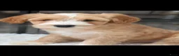 Labradoodle dogs for sale: Australian Labradoodles - Fully health tested - Advert 13