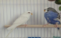 Budgerigars birds for sale: Albino and budgie pair (Rare Colours) - Image 1