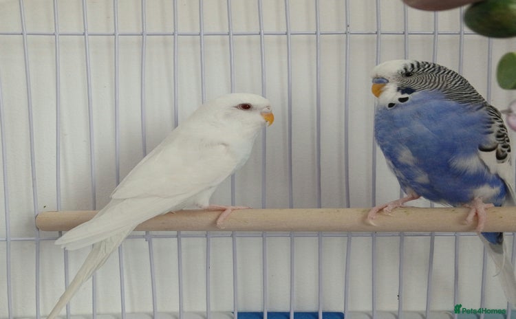 Budgerigars birds - Advert 4