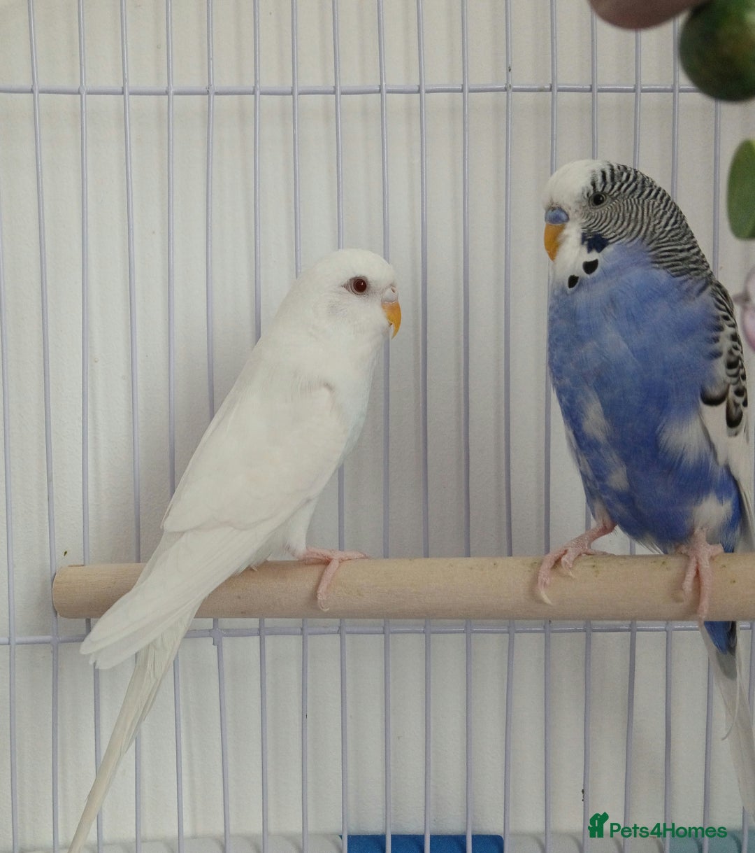 Budgerigars birds for sale: Albino and budgie pair (Rare Colours) - Image 1