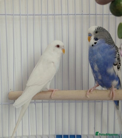 Budgerigars birds - Advert 10