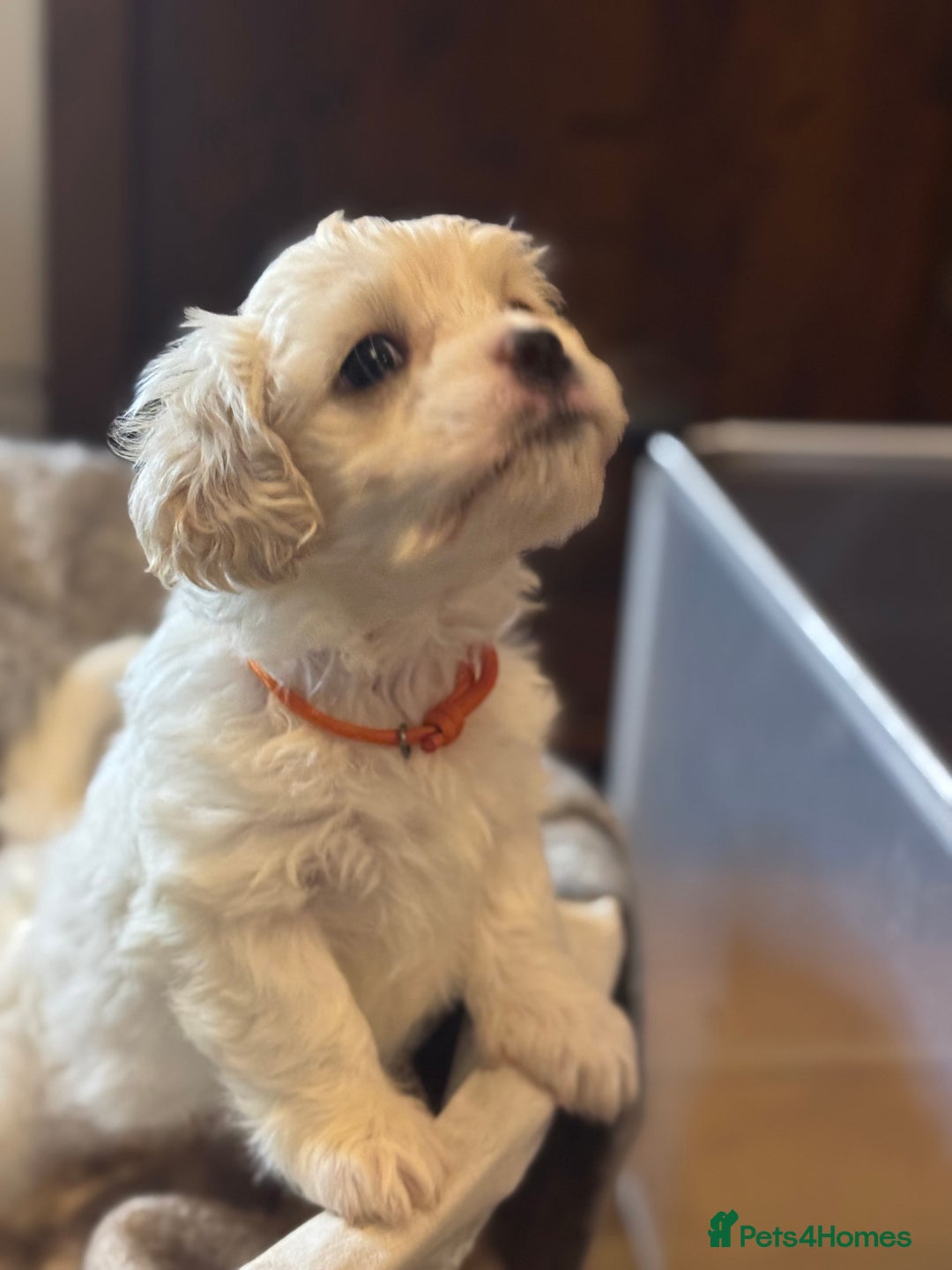 Mixed Breed dogs for sale: Two Gorgeous Puppies Remaining!  - Advert 19