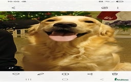 Golden Retriever dogs for sale: Beautiful KC Golden Retriever Puppies - Image 19