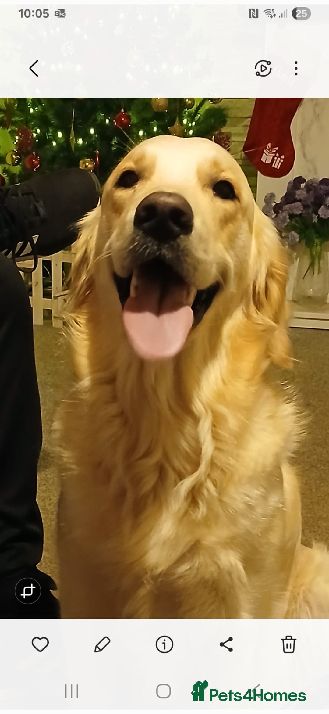 Golden Retriever dogs for sale: Beautiful KC Golden Retriever Puppies - Image 19