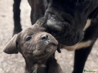 Cane Corso dogs SOLD Cane corso puppies - Advert 15