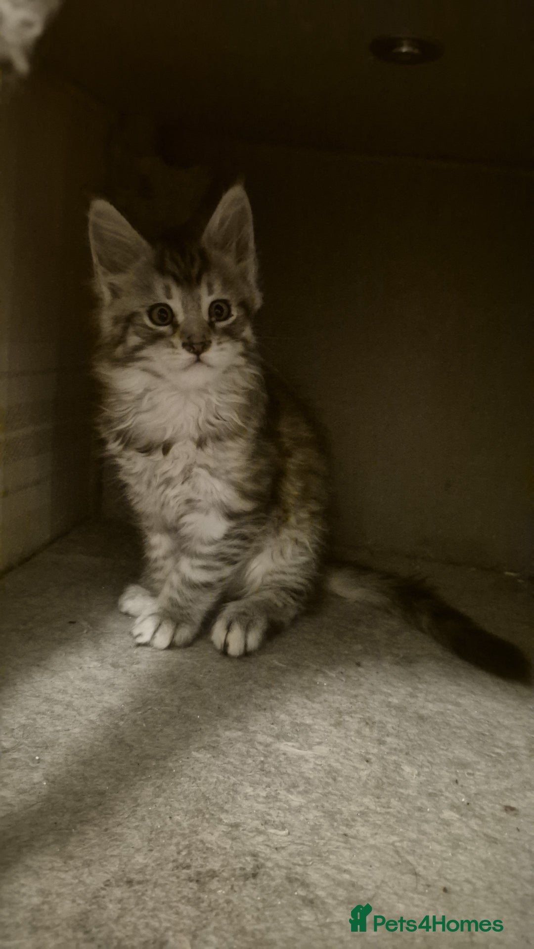 Maine Coon cats for sale: Male maine coon  - Advert 2