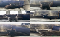 Mixed Breed cats for sale: 4 beautiful black kittens for sale - Image 1