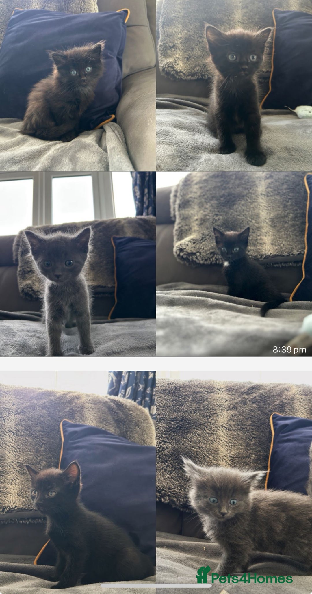 Mixed Breed cats for sale: 4 beautiful black kittens for sale - Image 1