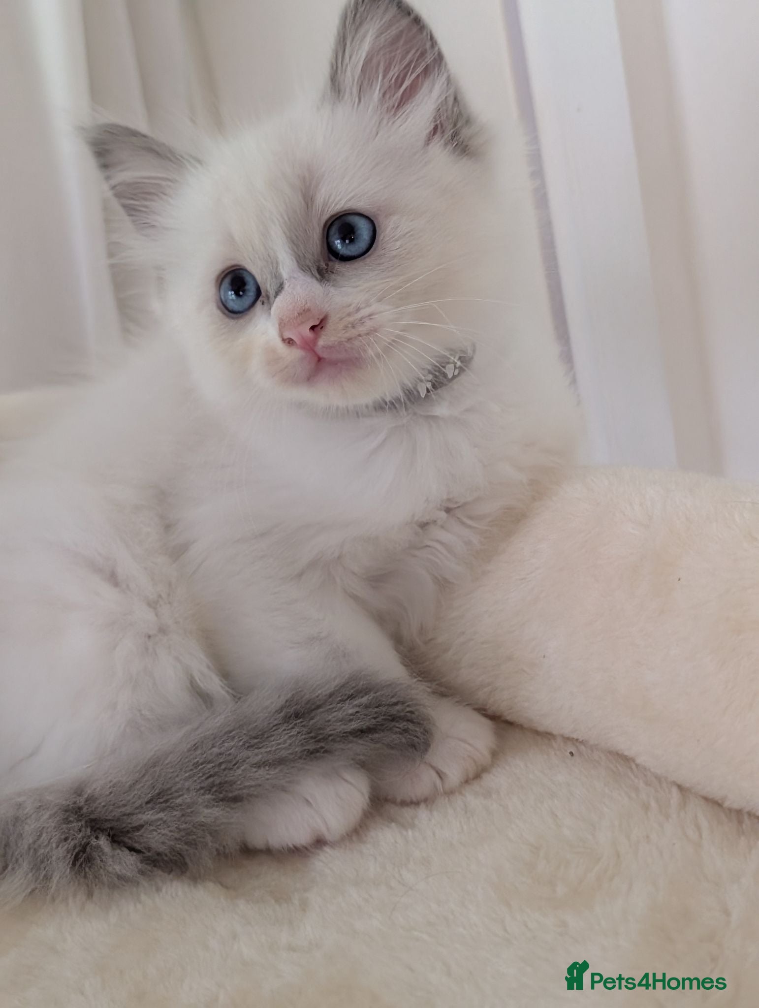 Ragdoll cats 2 boys still avilable green and Grey  - Advert 15