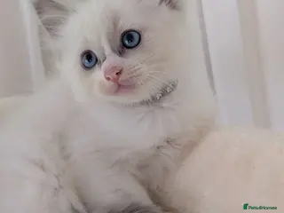 Ragdoll cats 2 boys still avilable green and Grey - Advert 15