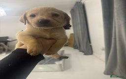 Labrador Retriever dogs for sale: Full breed Labrador retriever puppy’s  - Image 20