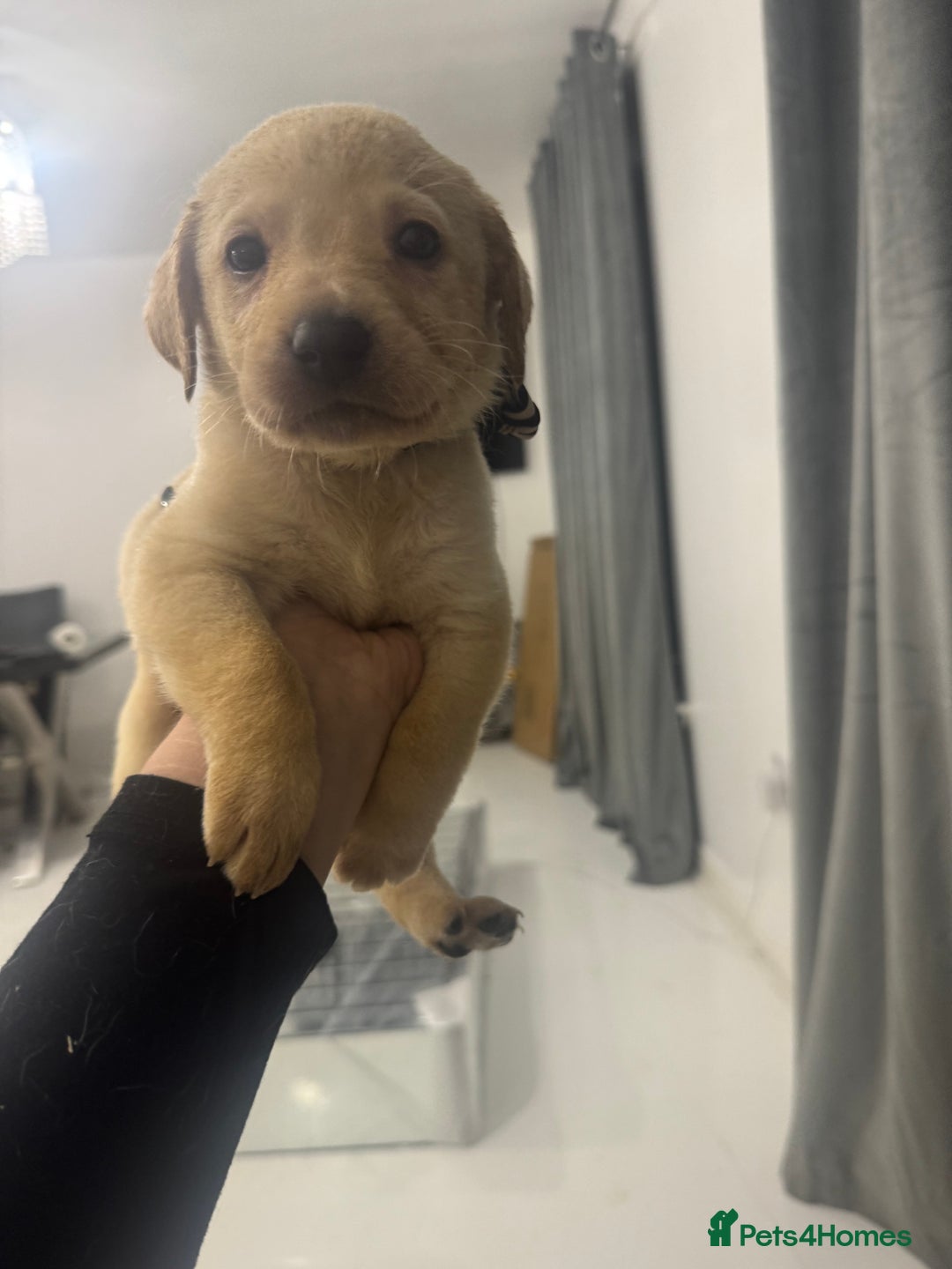 Labrador Retriever dogs for sale: Full breed Labrador retriever puppy’s  - Image 20