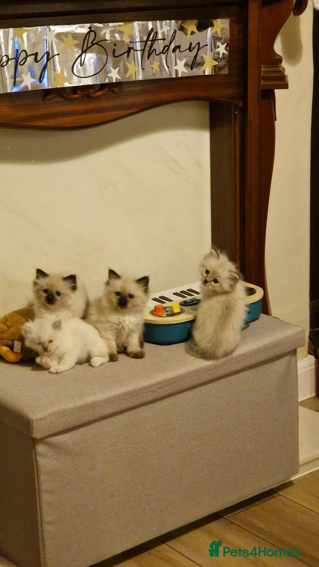 Ragdoll cats for sale: Ragdoll kittens - Advert 4
