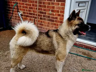 Akita dogs Long hair akita pups READY - Advert 6