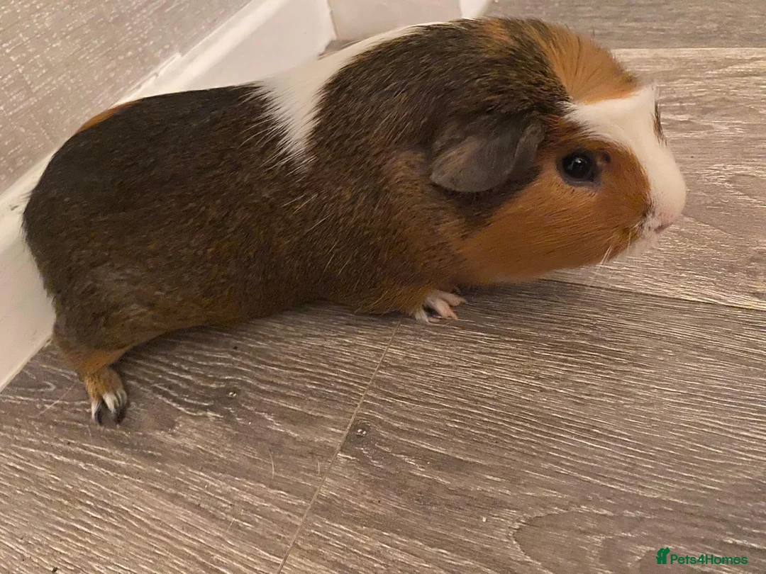 Guinea Pig rodents for sale: Male guinea pig - Advert 2