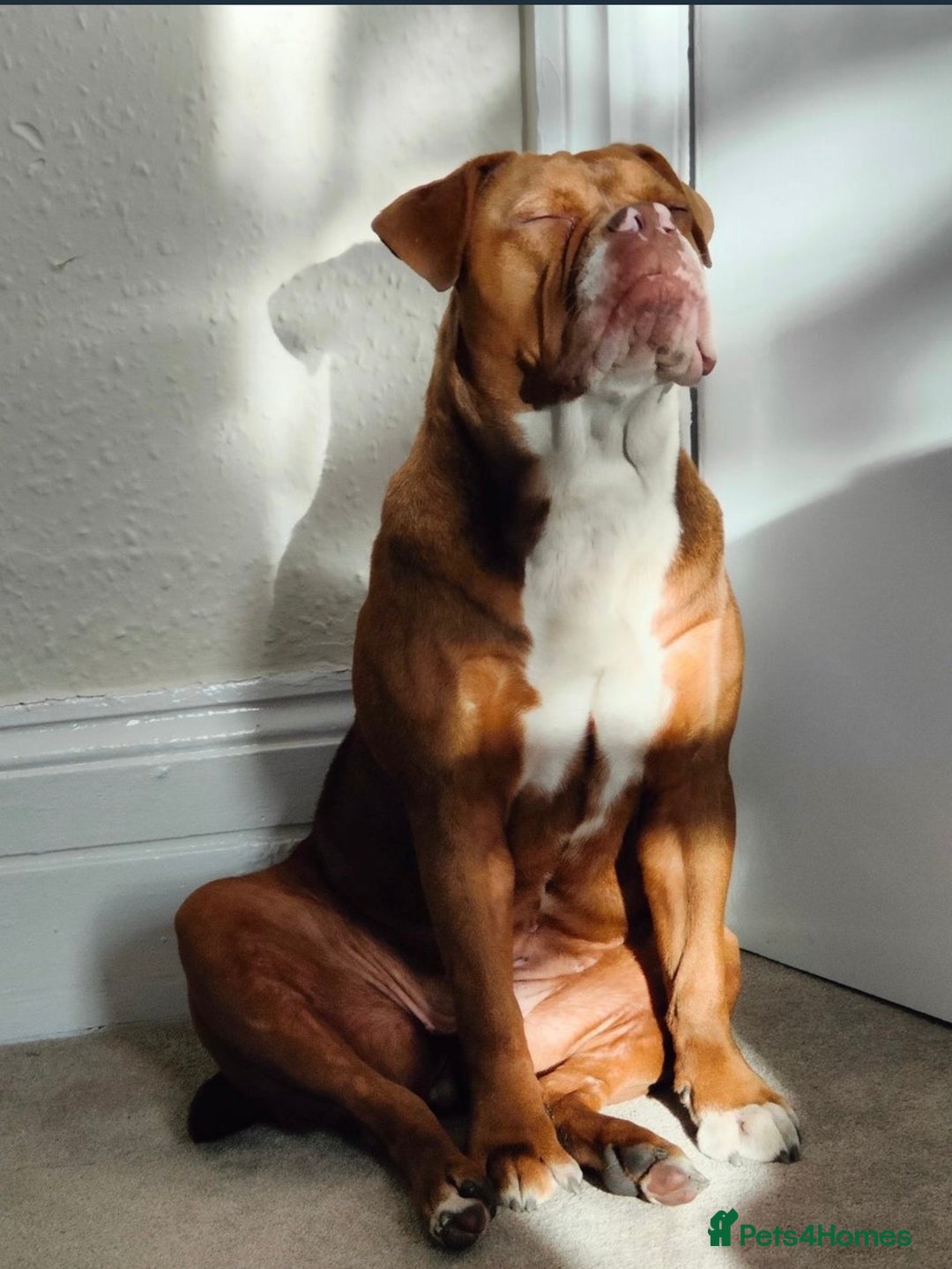 Mixed Breed dogs for sale: Olde English Bulldogge/Staffy bull Collie mix - Image 2