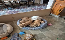 Cockapoo dogs for sale: READY NOW !! ONLY 3 COCKERPOO PUPPIES LEFT !!! in Alfreton - Image 18