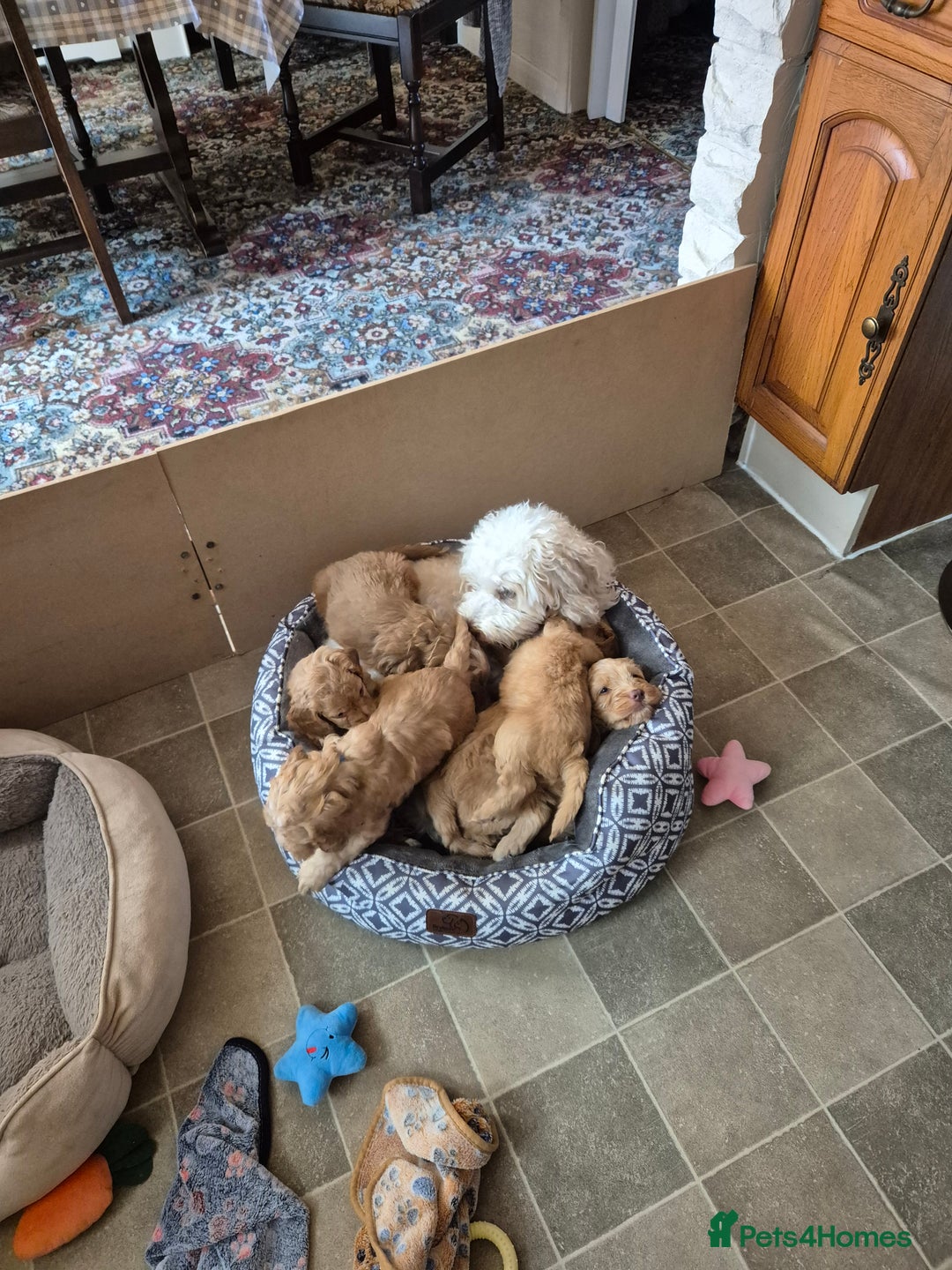 Cockapoo dogs for sale: READY NOW !! ONLY 3 COCKERPOO PUPPIES LEFT !!! in Alfreton - Image 18