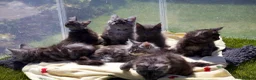 Maine Coon cats for sale: TICA Reg Black Smoke Maine Coon Kittens - Advert 5