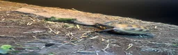 Tortoise reptiles for sale: 2025 Horsefield tortoise with full set up for sale - Advert 1