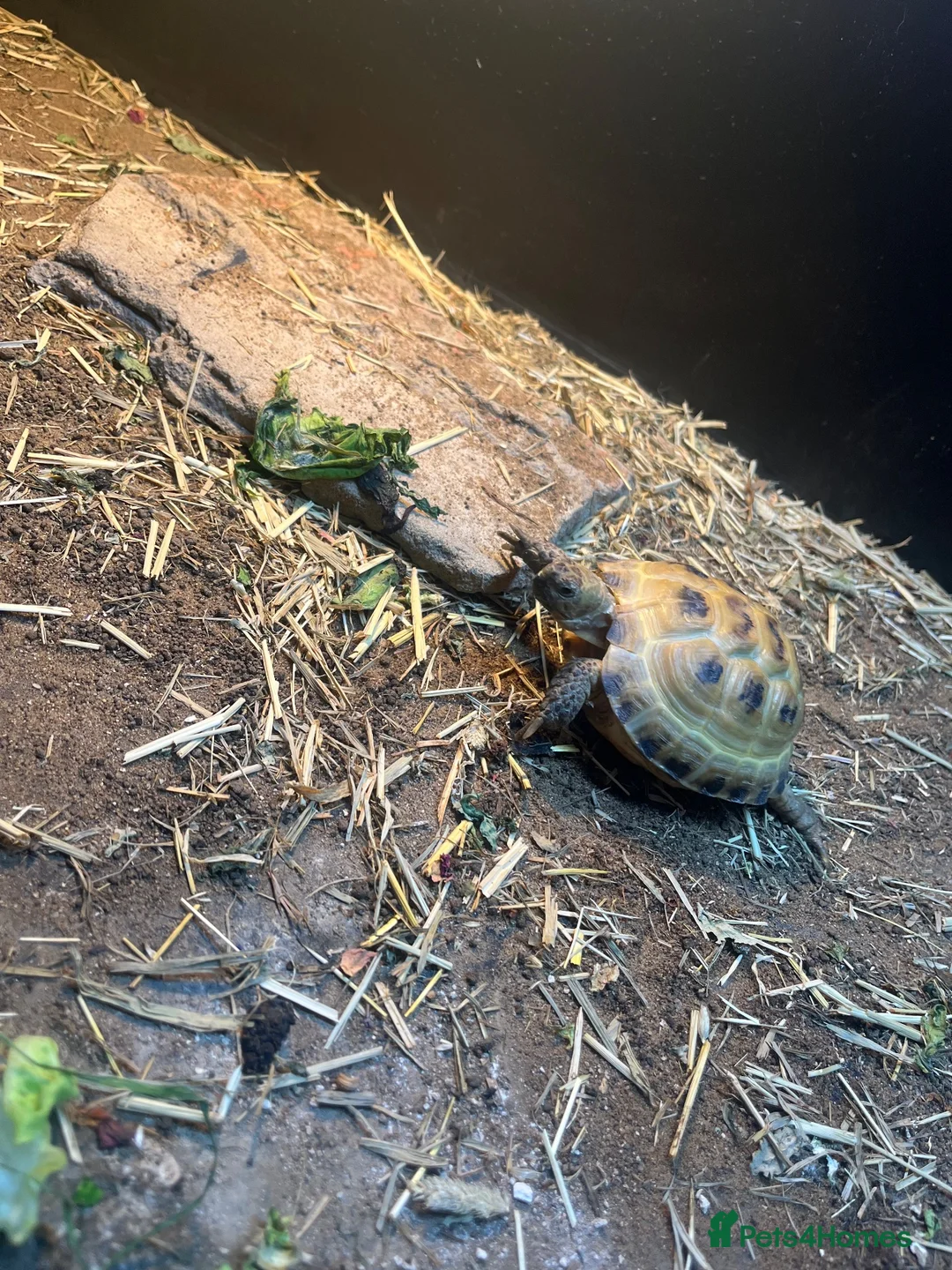 Tortoise reptiles for sale: 2025 Horsefield tortoise with full set up for sale - Advert 1