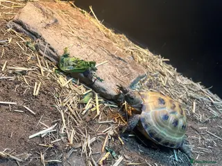 Tortoise reptiles Baby 2025 Horsefield tortoise full set up for sale - Advert 2
