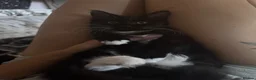 Mixed Breed cats for sale: Female kitten for sale - Advert 5