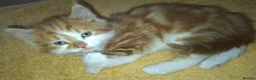 British Longhair cats for sale: 2 Beautiful Longhaired Kittens 1 Male 1 Female. in Dudley - Advert 4
