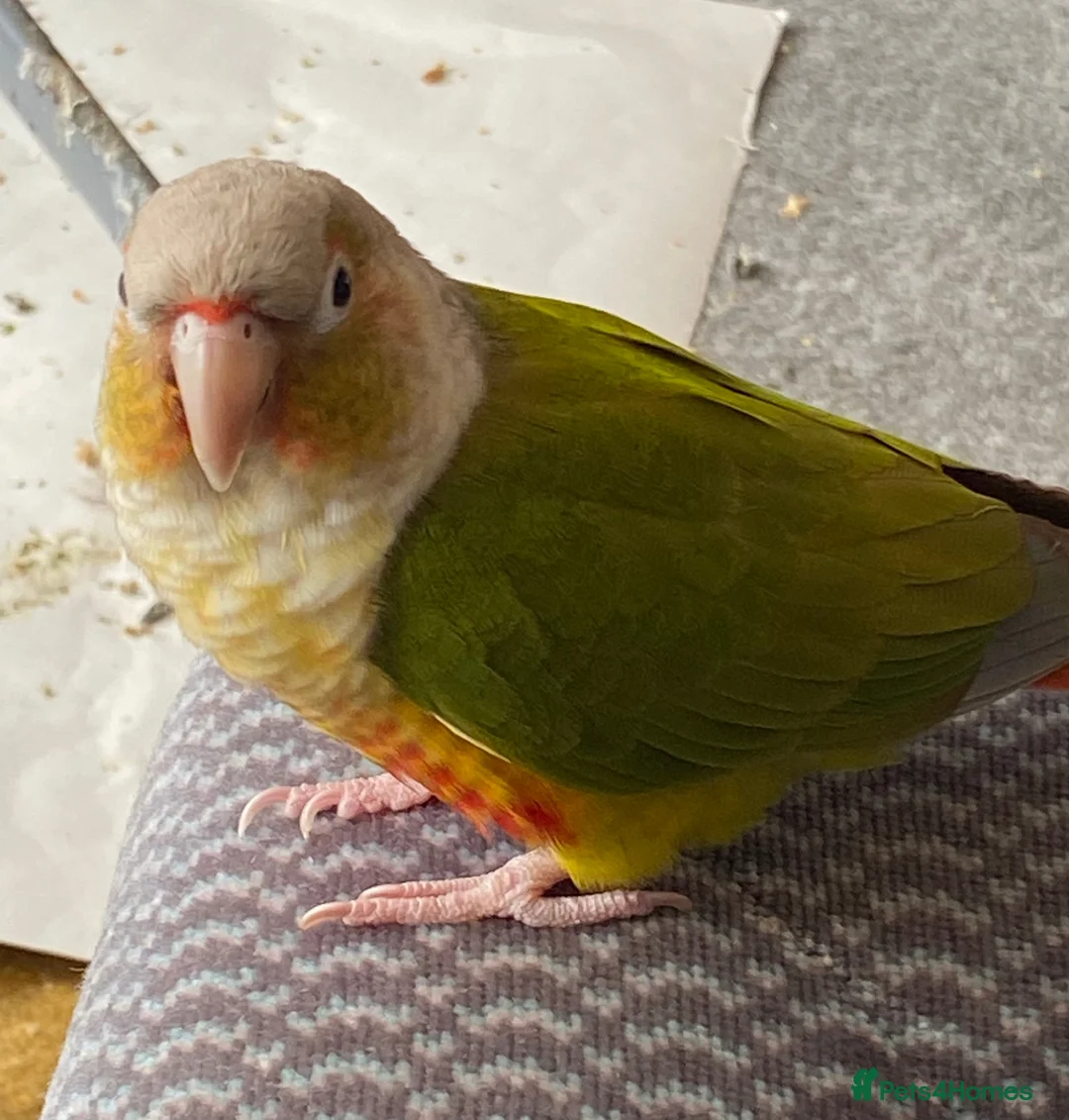 Conures birds for sale: SOLD  - Advert 5